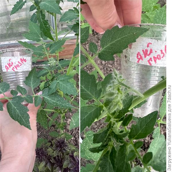 Первые цветочный кисти томат «Янтарная гроздь» 31 мая