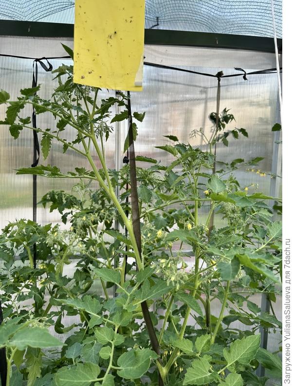 Высота растения