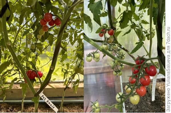 Поспевание