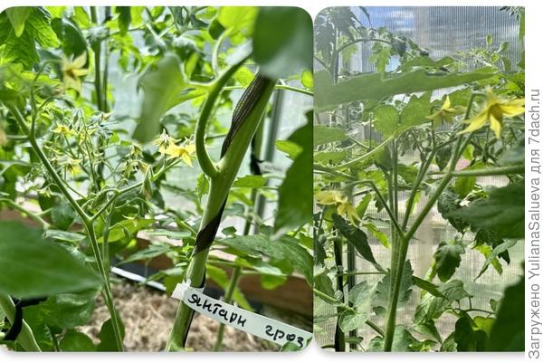 Томат «Янтарная гроздь