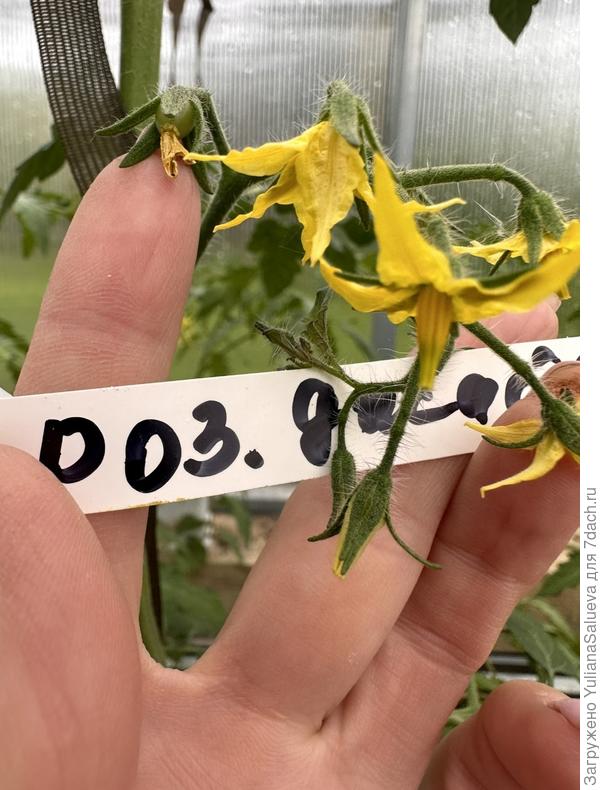 Тама цветёт