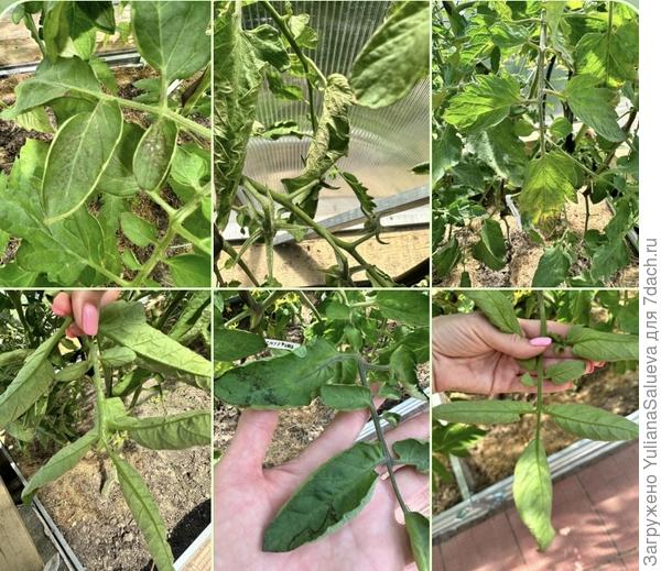 Началась болезнь