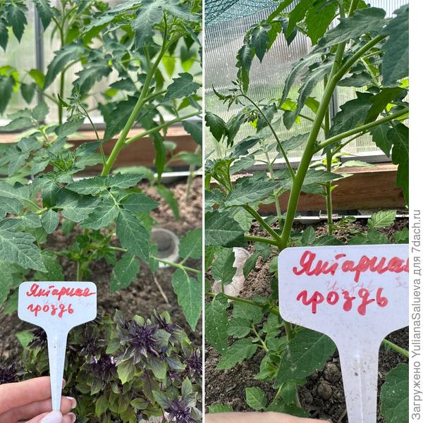 Кисти томата «Янтарная гроздь» спустя двое суток