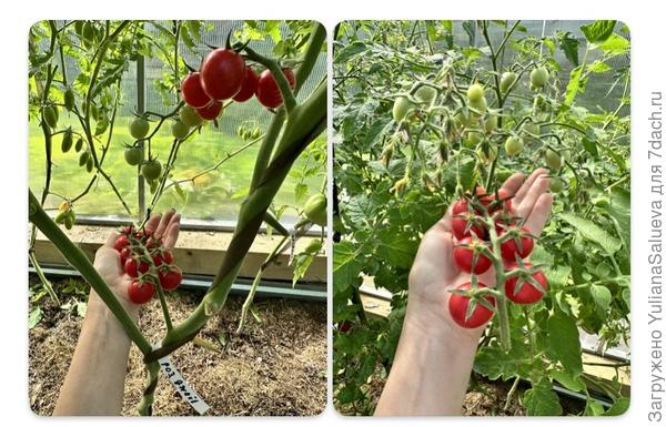 Полностью поспевшая кисть