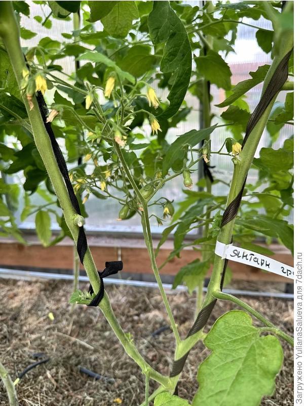 Плодовая кисть