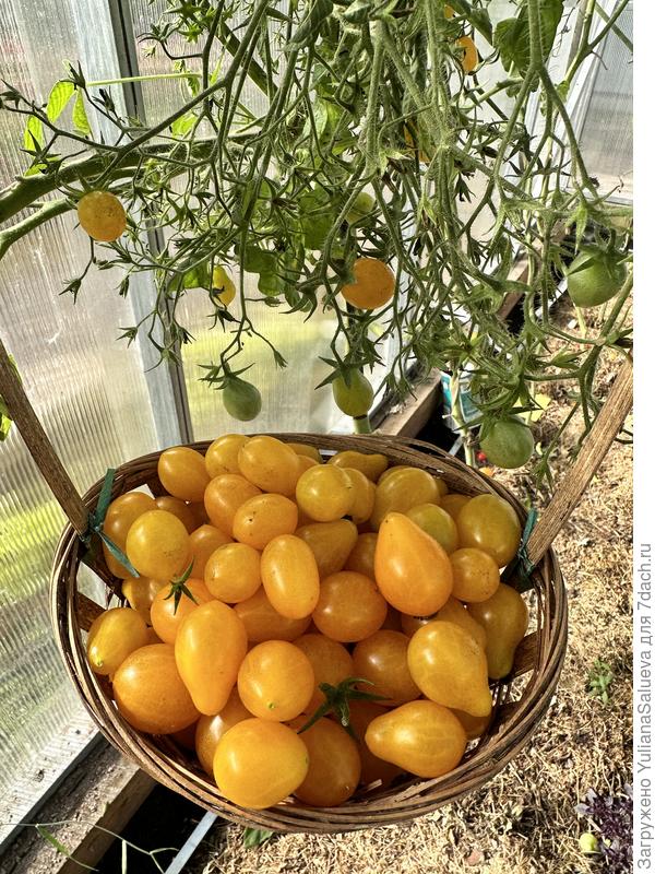 Последний сбор