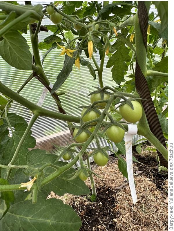 Плодовая кисть «Розовый Джайв»