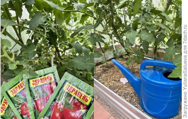 Полив под корень удобрением «Здравень турбо»