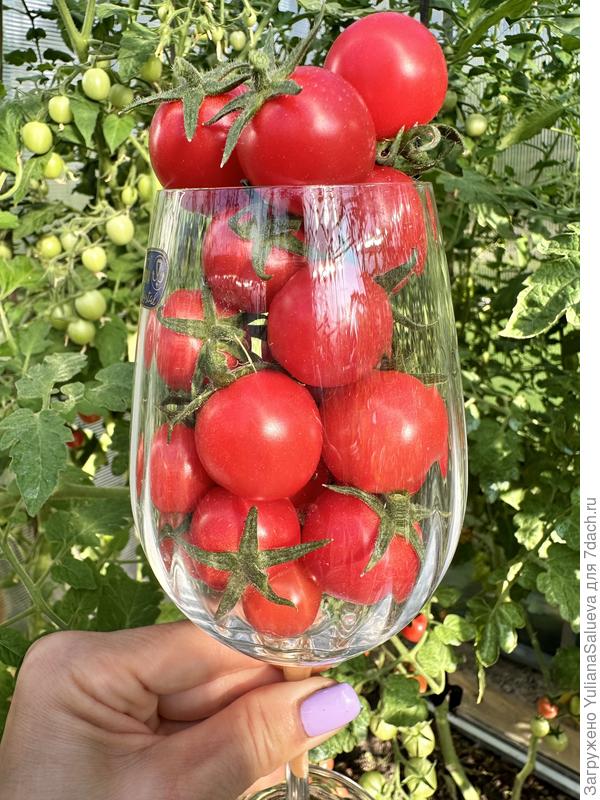 Коктейль джайв