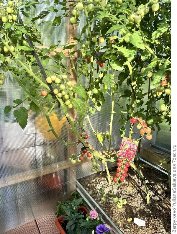 Удалила лишние листья и пасынки