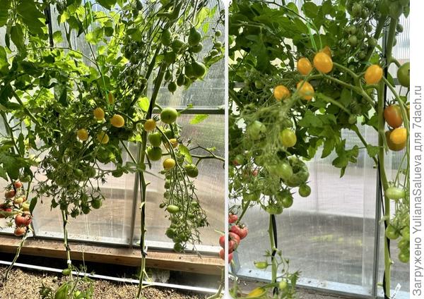 Поспевание