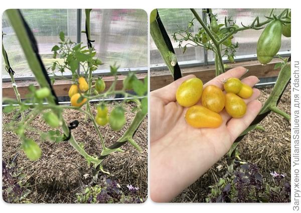 Поспевание «Янтарная гроздь