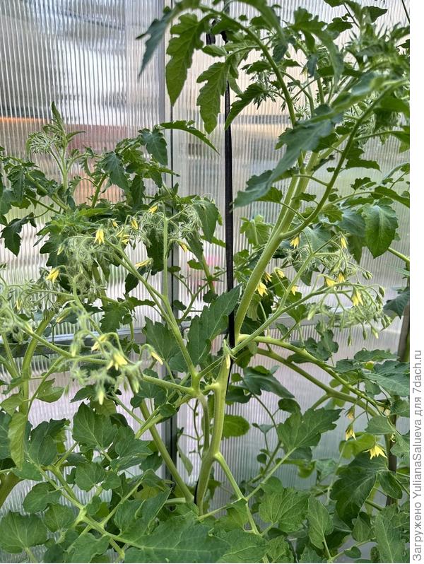 Это всего одна кисть