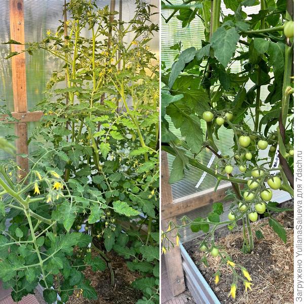 Куст после удаления листьев