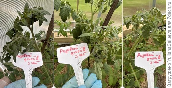 Скручивания листовой пластины