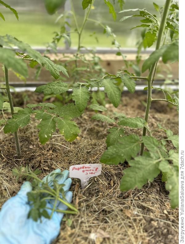 Удаление Пасынков