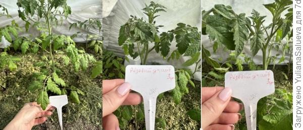 Первые цветочные кисти томат «Розовый джайв»