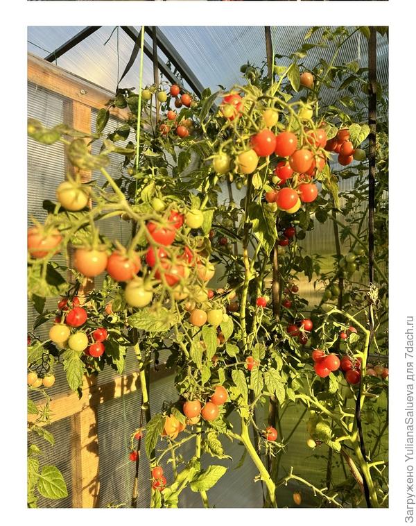 Посмотрите какое хорош!