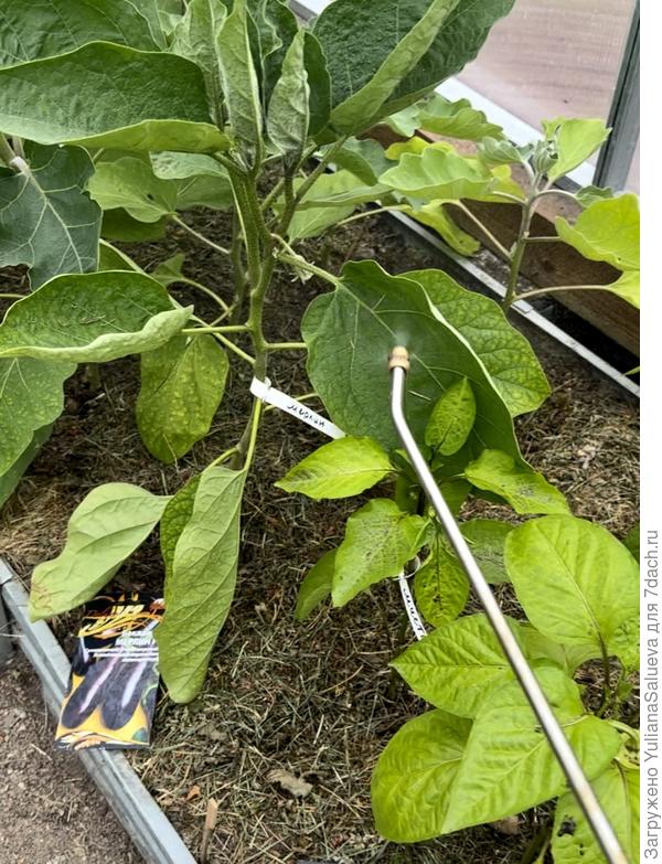 Опрыскивание