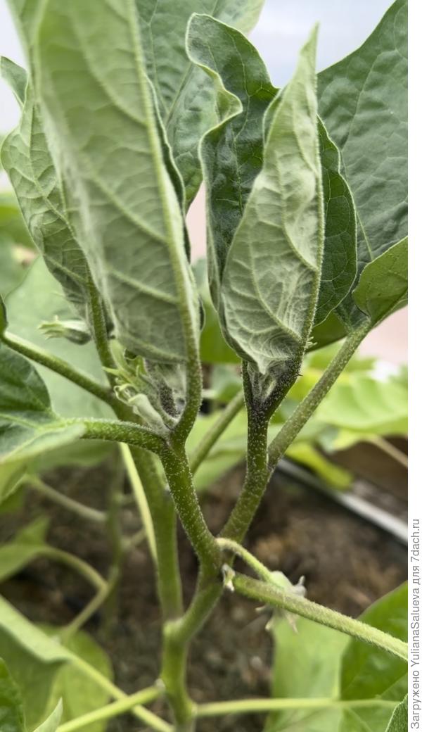 Развилка без коронного цветка