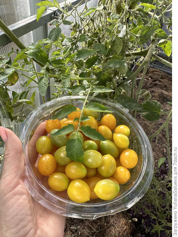 Последние ягодки