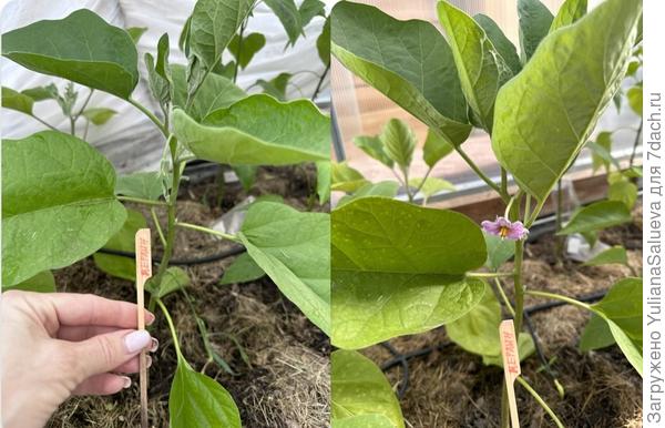 Динамика развития цветоноса, 3 и 7 июня