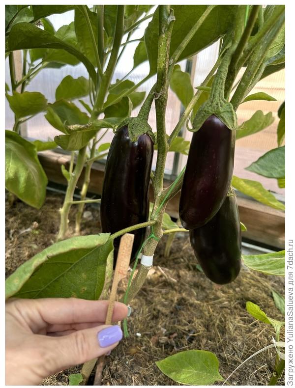 Плоды перед сбором