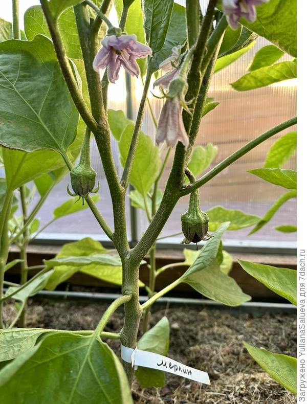 Первые видимые плоды