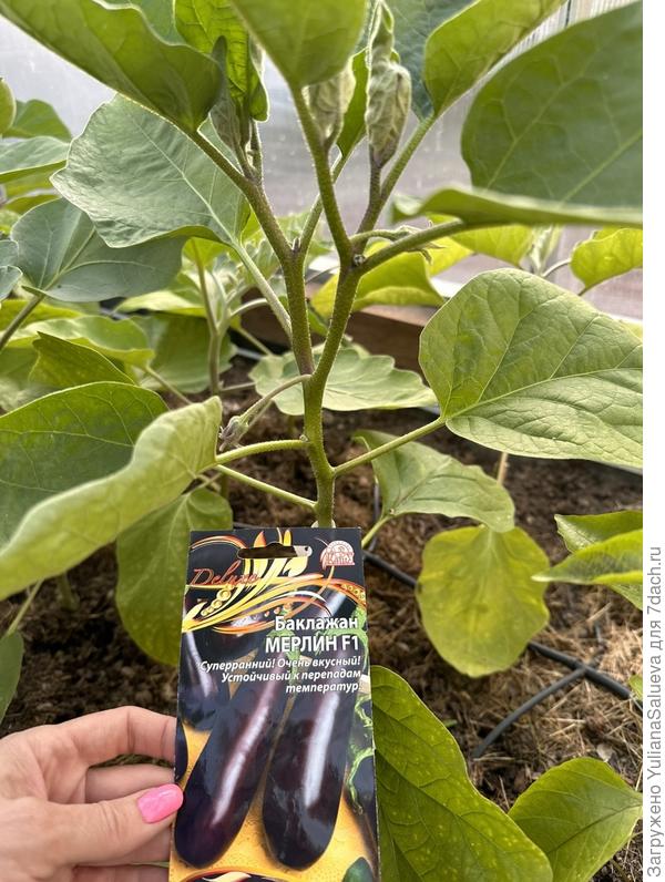 Фото 12 июня