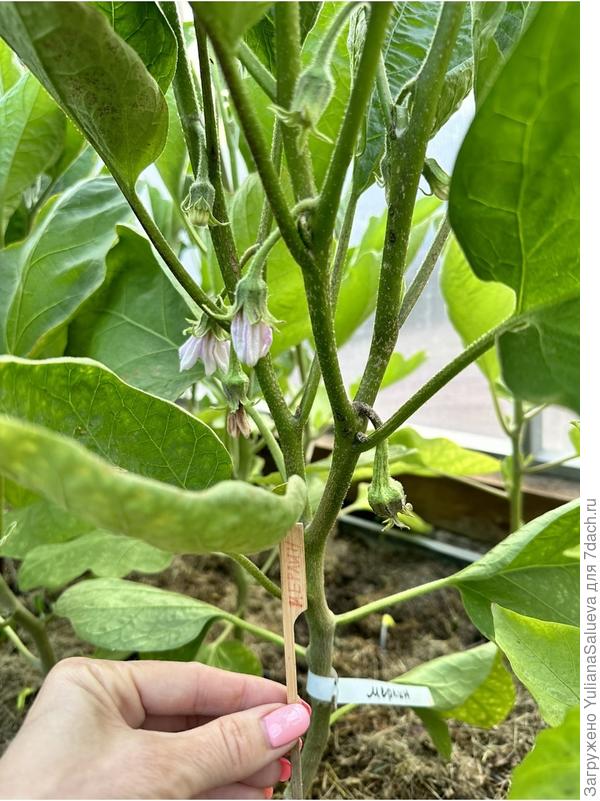 Новые завязи