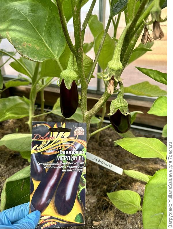 Первые баклажанчики