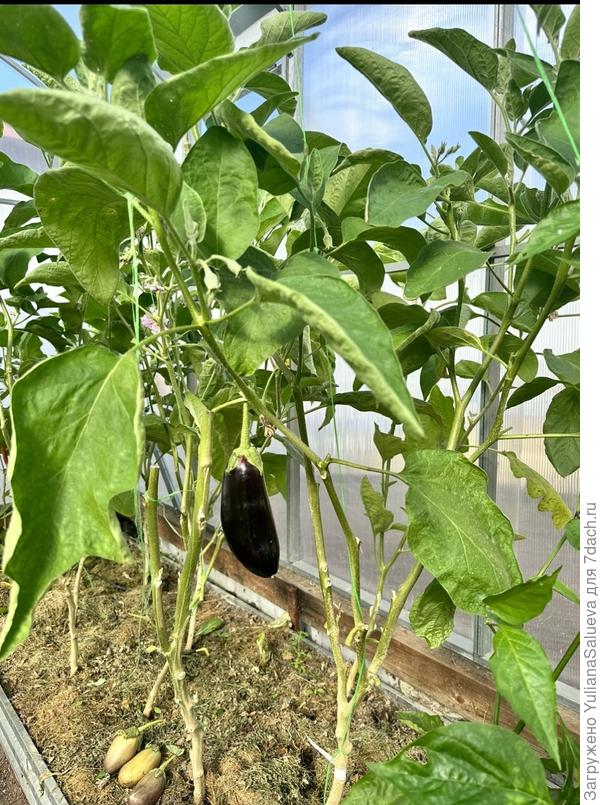 Общий вид куста