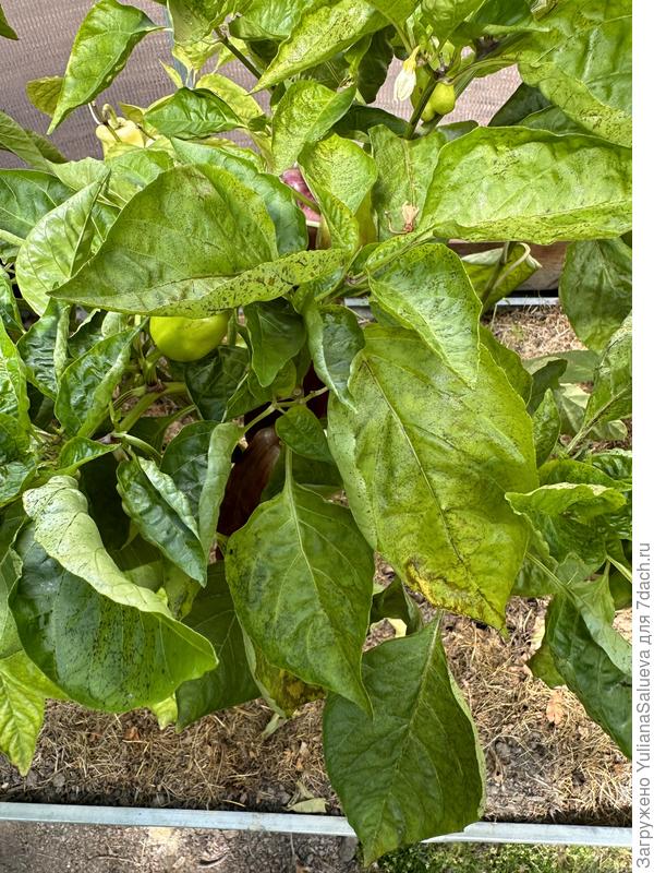 Заболевание перца