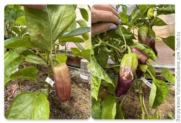 Плоды при этом без повреждений и пятен