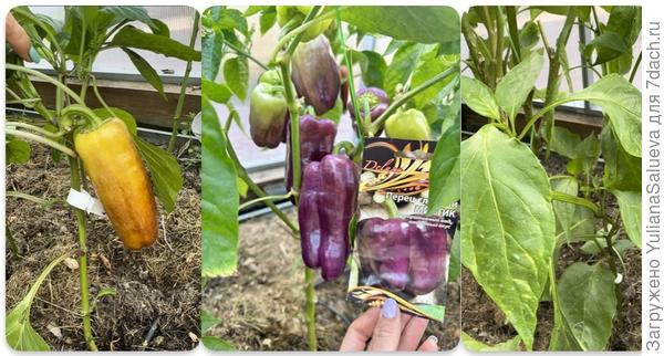 Растения 31 июля