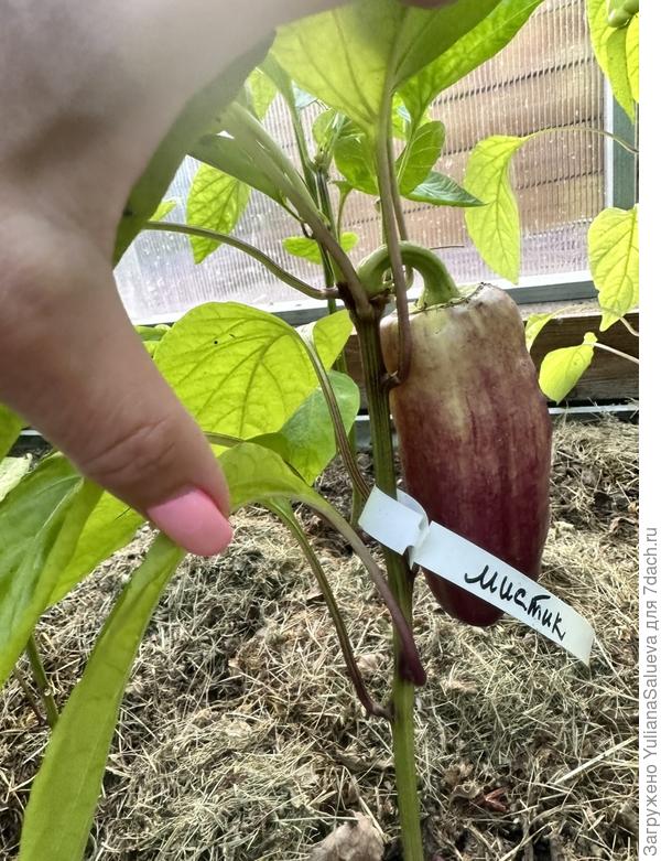 Первое растение