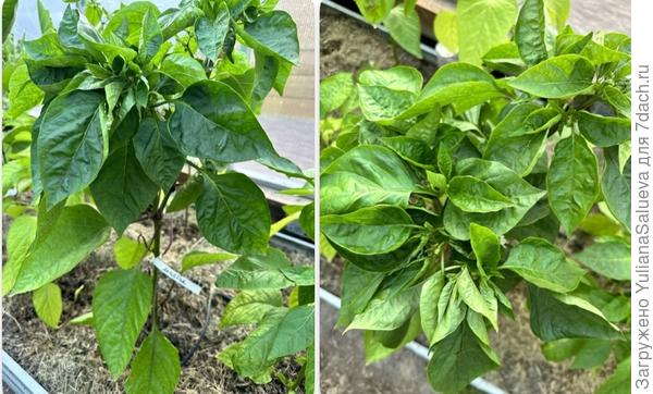 Второе растение