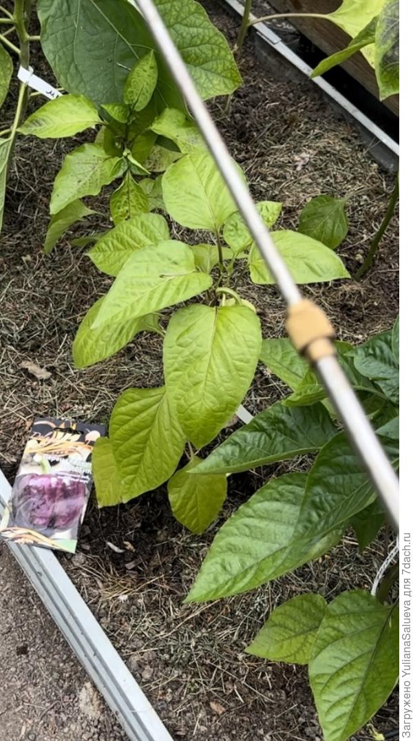 Опрыскивание «ПлодоСтим»