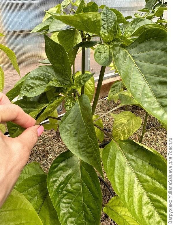 Второе растение