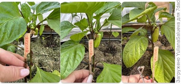 Динамика роста за неделю