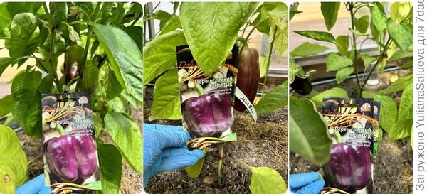 Такие разные растения