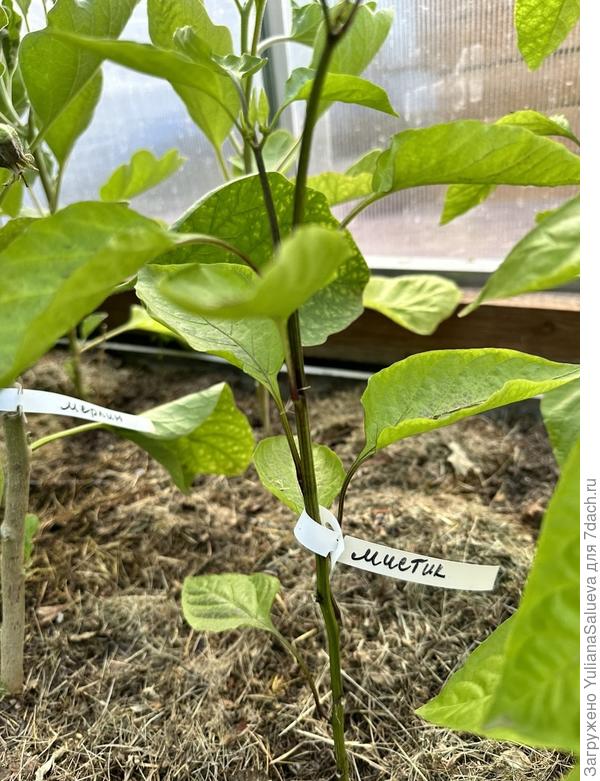 Третье растение