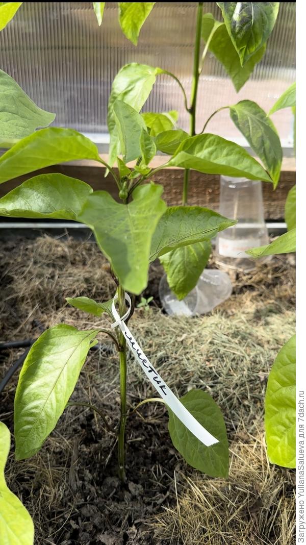 Третье растение