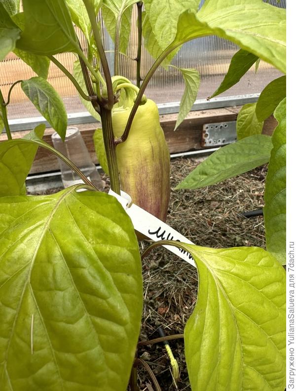 Первое растение