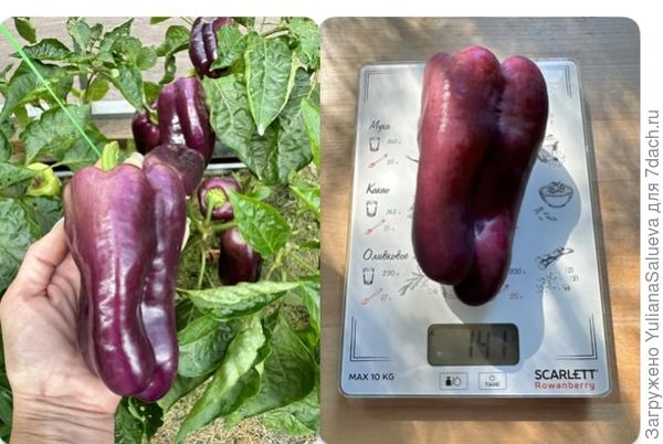 Плод со второго растения