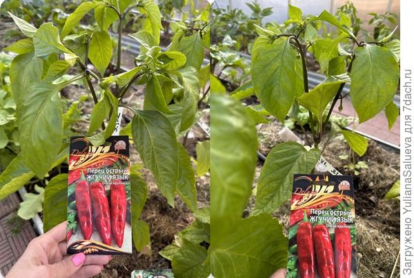 Подкормка растений «Здравнем»