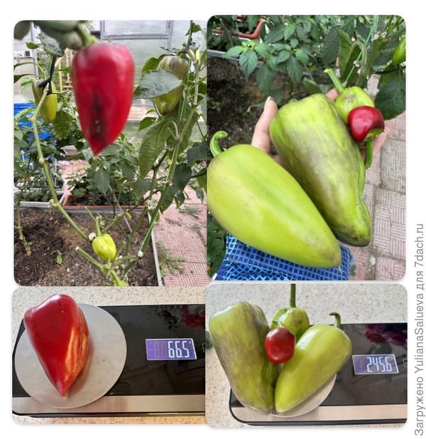 Последний сбор