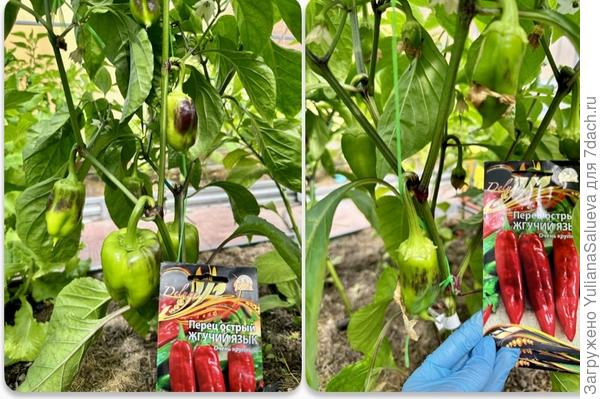 11 июля первое растение