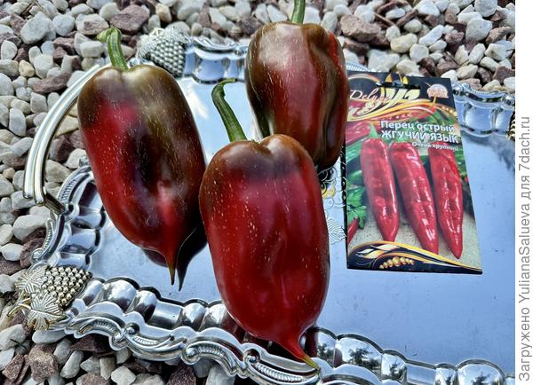 Полностью вызревшие плоды