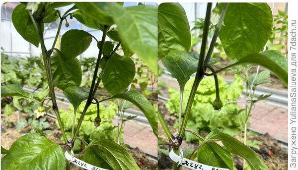 Растения спустя 7 дней после подкорки «Здравнем»